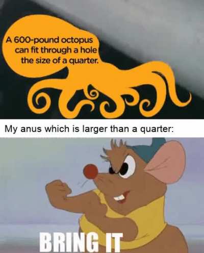 An octopus is basically a liquid