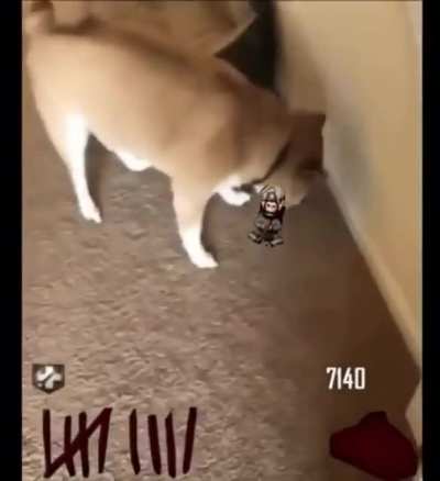 Monkey bomb
