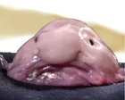 Blob MAN?! 😲😲😲 HAS Science🧪gONE TOO FAR ?!💢🤴🏿