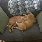 Dog & cat hug