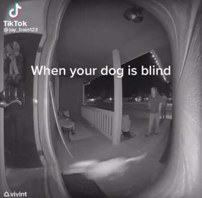 When your dog is blind