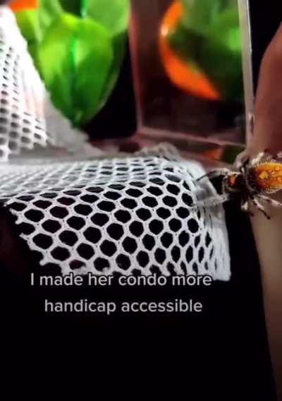 This person taking care of an older spider
