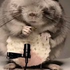 The BEST kind of ASMR!