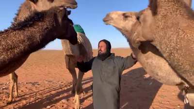 Bad camel
