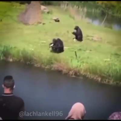 Monkey 😎