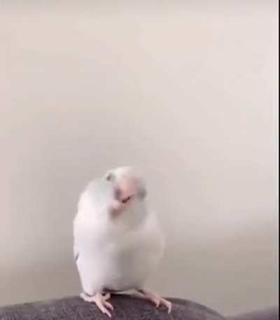 Wigglabit