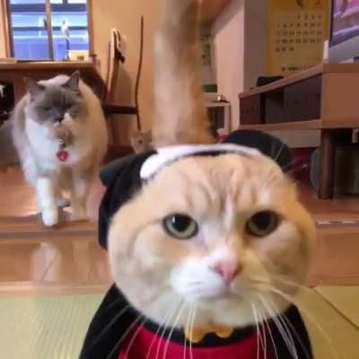 The cat with the outfit