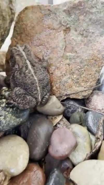 Hi froggy