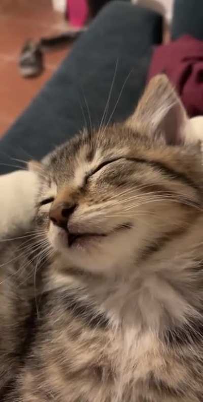 meow_irl