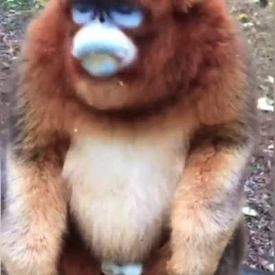 Y’all think Mr Blue nuts is going to like MTR?
