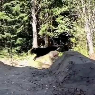 This dog is floating