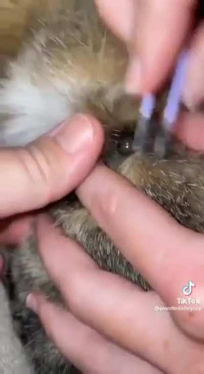 Tick removal