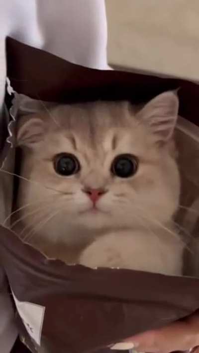 Cat Snack.