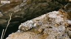 🔥 This is the spider-tailed viper. A snake found in the Zagros mountains of Iran, its entire body perfectly blended into the gypsum and limestone rocks, but the tip of its tail which resembles a spider, luring insectivorous birds within a striking rang