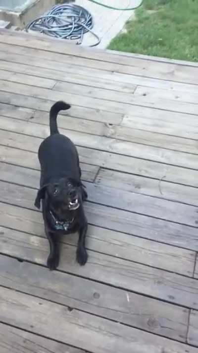 Josie and her ball…