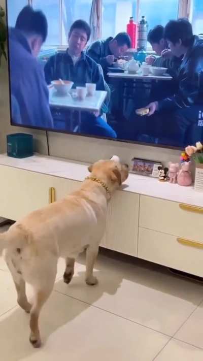 Poor dog 