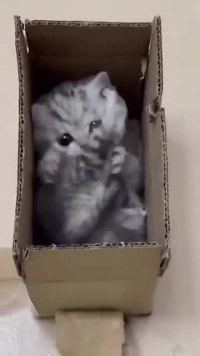 kitten in a box 🥰