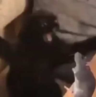 Ratposting 😔