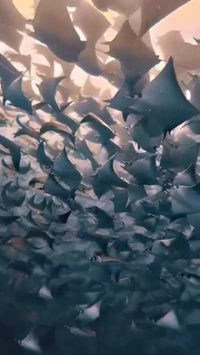 A moment of calm from the waters off Baja California.