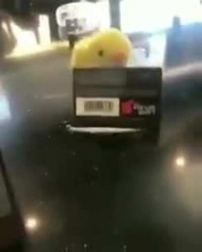 Not my fake bird