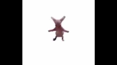Bingus scratch