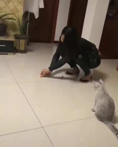 Silly Kitty
