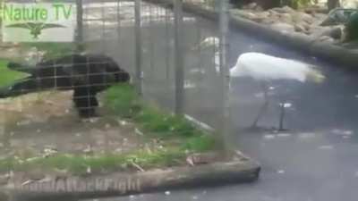 Eagle-like reflexes