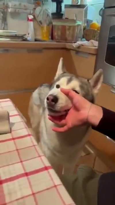What da dog sayin?