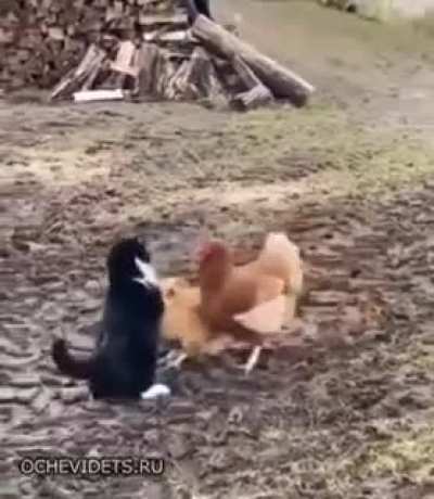 Life on the farm...