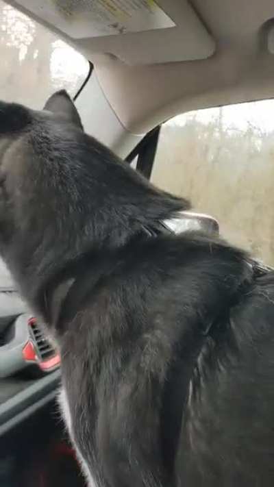 *excited Husky noises*