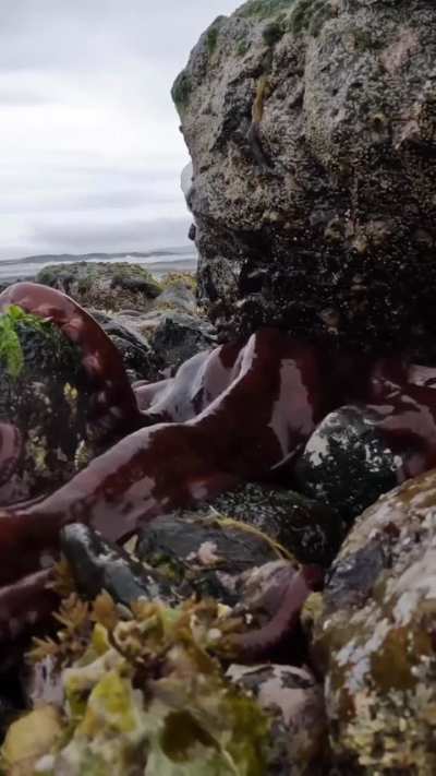 🔥 Kraken emerges from the rocks