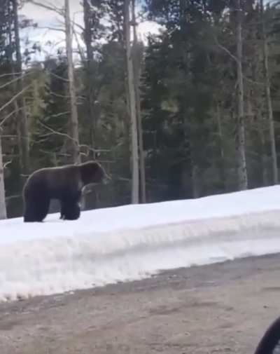 Don’t even look at her cubs
