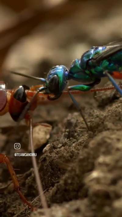 🔥 Jewel wasp trimming a cockroach's antenna OC🔥