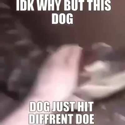 he dont bite