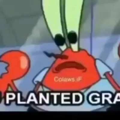 Plankton