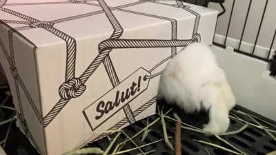 Love watching this little butt disappear into the box