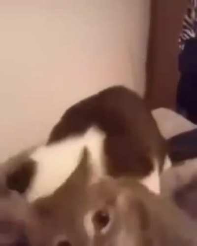 BITE