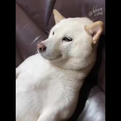 Such different dogs