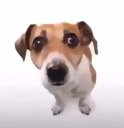 Perrito