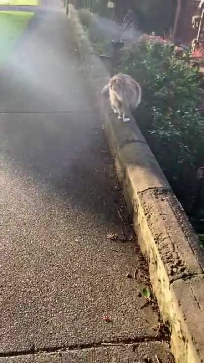 Notmycat walking me to the bus stop