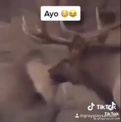 Get back here ma’am