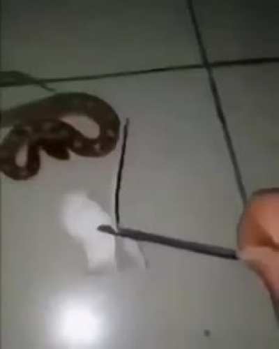 A✋🐍