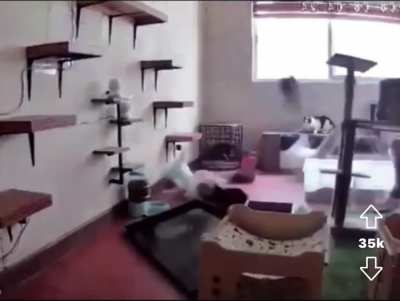 Cats are so chill