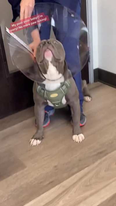 The cone of shame