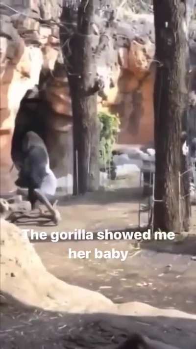Cute video (No meme)