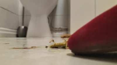 Locust flattened