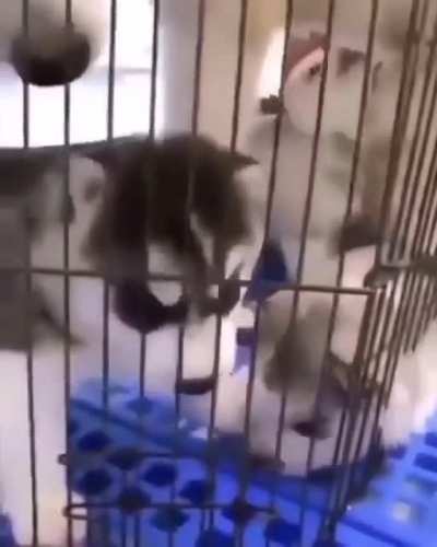 Argh, I'm stuck! Oh, I'm free now, lemme try again.
