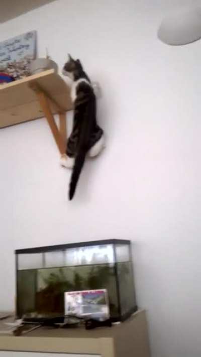 Yes. She did fall in the fish tank once.