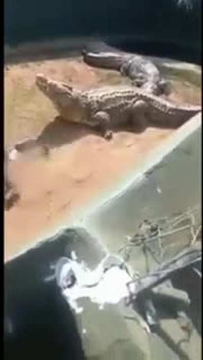 Crocodile gives Australian man a love bite
