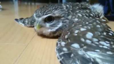 Owl Attack